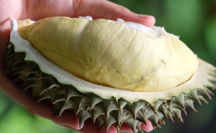 why does durian smell so bad