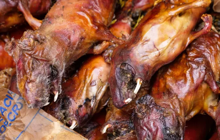 eating guinea pigs peru eating guinea pigs peru